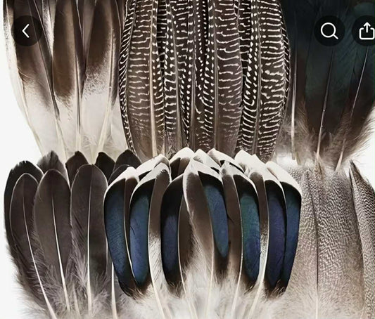 Feather